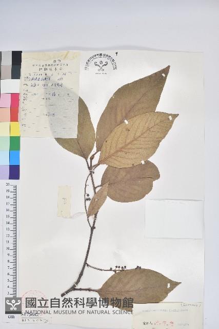 南燭藏品圖，第1張