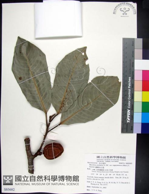 蘭嶼肉豆蔻藏品圖，第1張