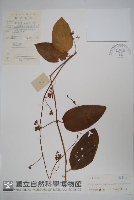 纖冠藤藏品圖，第1張