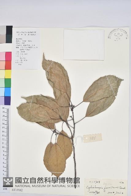 青剛櫟、鐵椆藏品圖，第1張