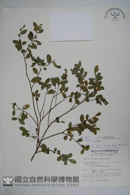 假黃楊藏品圖，第1張