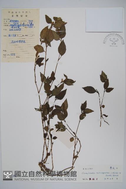 黃瓊草藏品圖，第1張