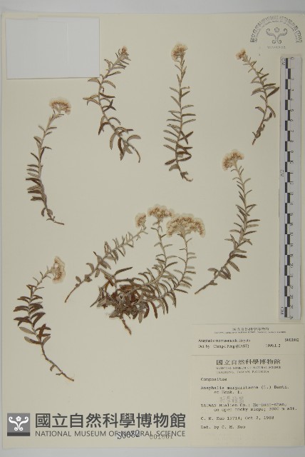玉山抱莖籟簫藏品圖，第1張