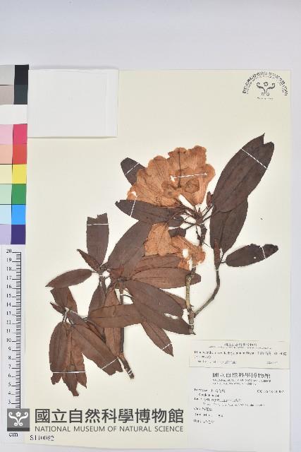 玉山杜鵑藏品圖，第1張