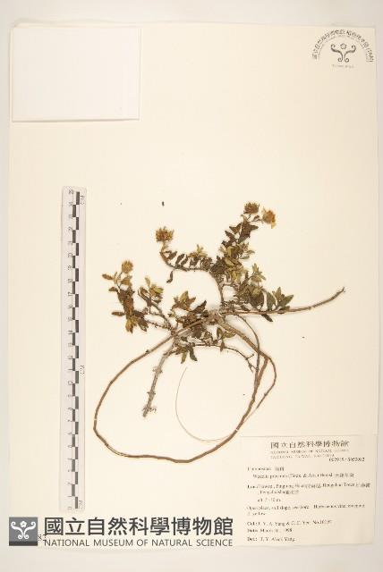 天蓬草舅藏品圖，第1張