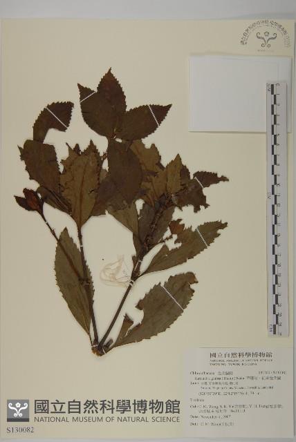 草珊瑚、紅果金粟蘭藏品圖，第1張