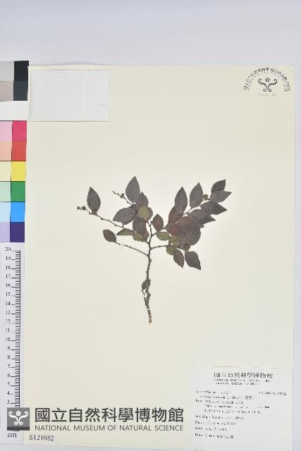 黑面神藏品圖，第1張