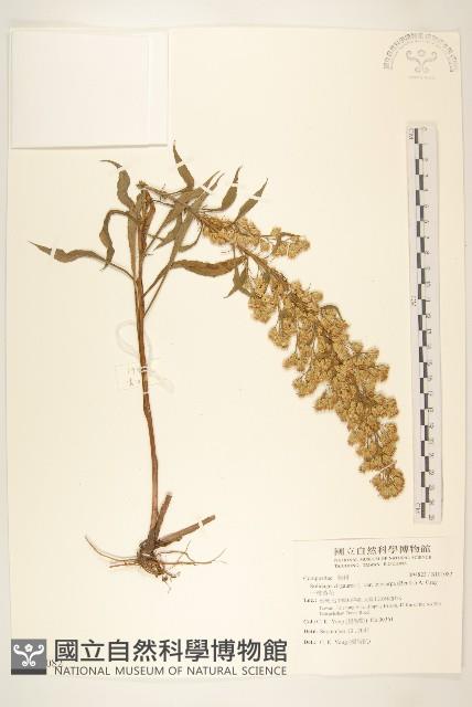 一枝黃花藏品圖，第1張