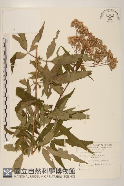 臺灣澤蘭藏品圖，第1張