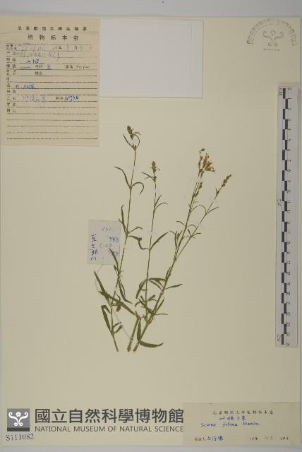 石縫蠅子草藏品圖，第1張