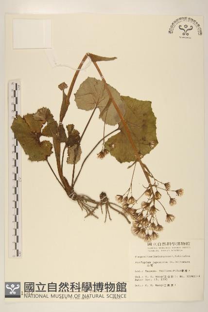 臺灣款冬藏品圖，第1張