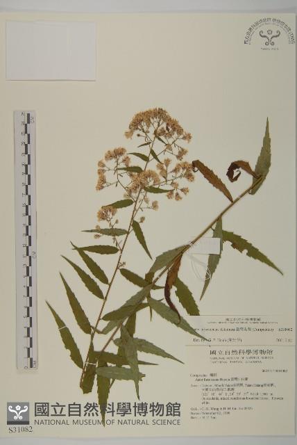 臺灣馬蘭藏品圖，第1張