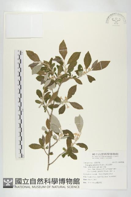 小葉胡頹子藏品圖，第1張