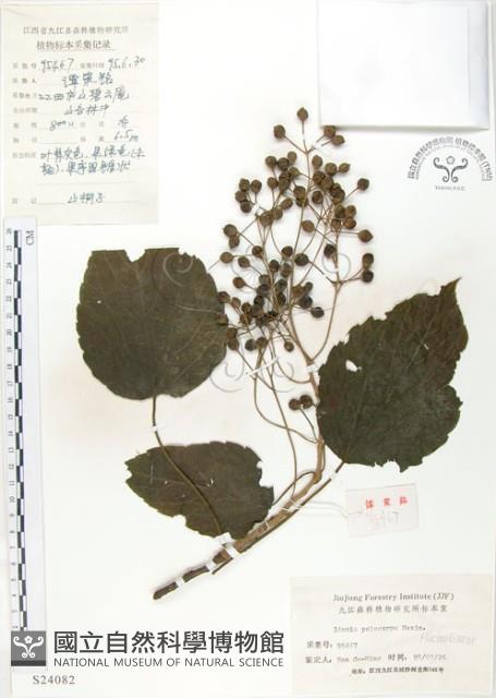 山桐子藏品圖，第1張