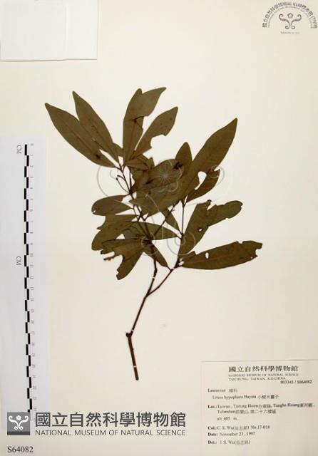 黃肉樹, 小梗木薑子藏品圖，第1張