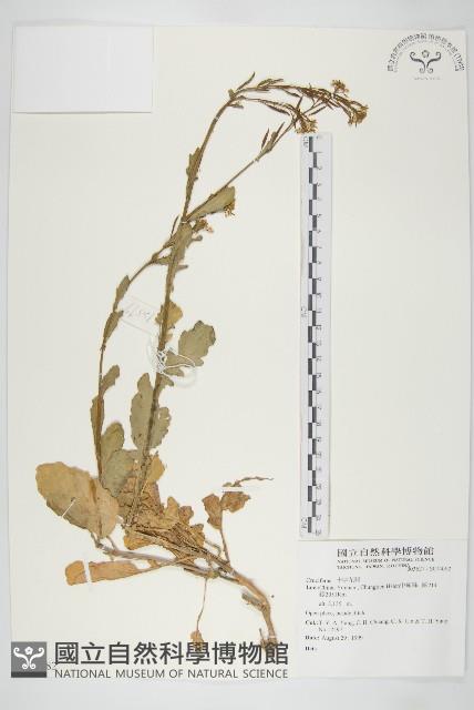 登錄號:S074082藏品圖，第1張