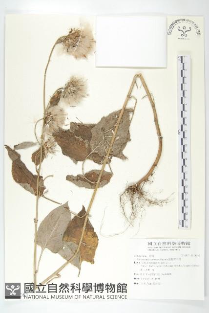 臺灣青木香藏品圖，第1張