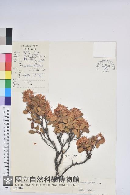 腋花杜鵑藏品圖，第1張