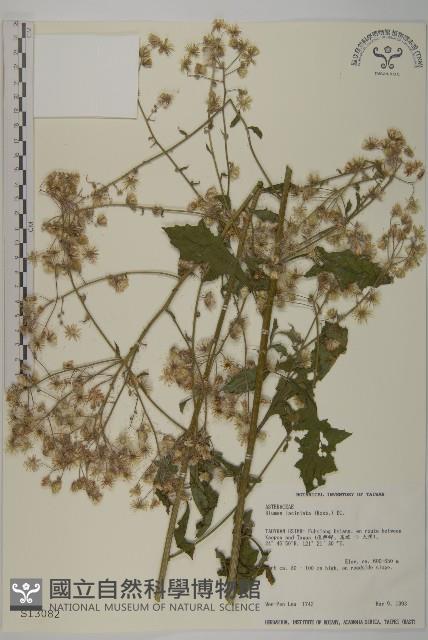 裂葉艾納香藏品圖，第1張