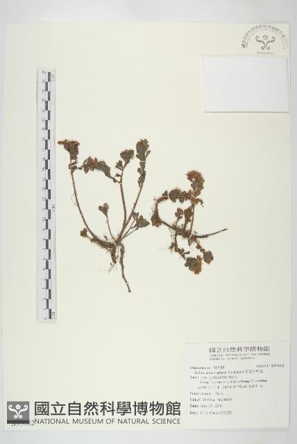 星果佛甲草藏品圖，第1張