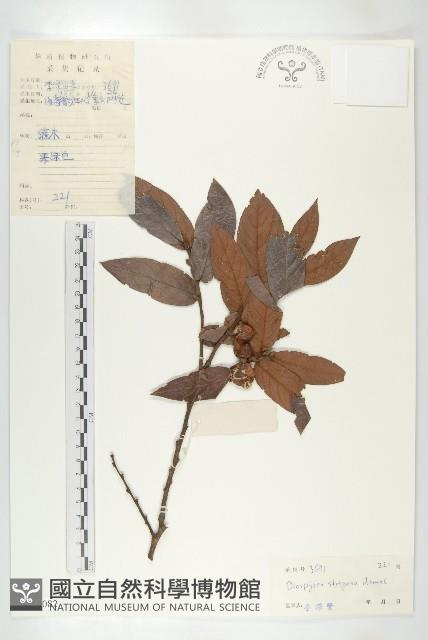 毛柿藏品圖，第1張