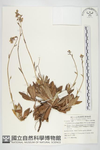 細葉假黃鵪菜藏品圖，第1張