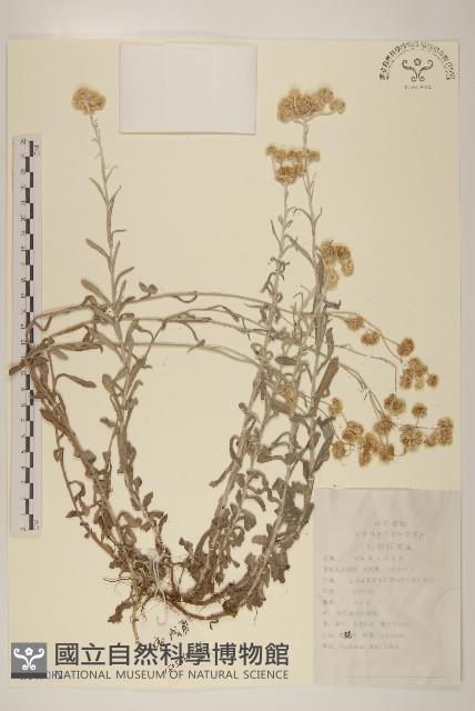 鼠麴草藏品圖，第1張