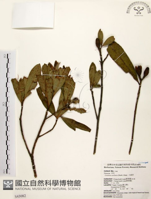 大頭茶藏品圖，第1張