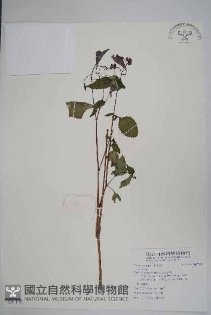 登錄號:S097082藏品圖，第1張