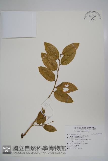 蘭嶼山柑藏品圖，第1張