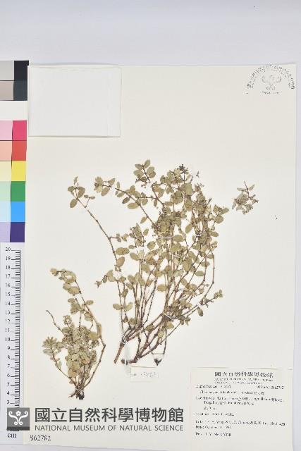 濱大戟藏品圖，第1張