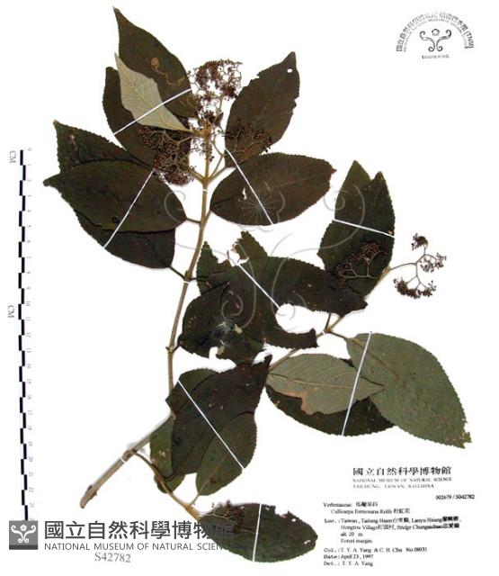 杜虹花，台灣紫珠藏品圖，第1張