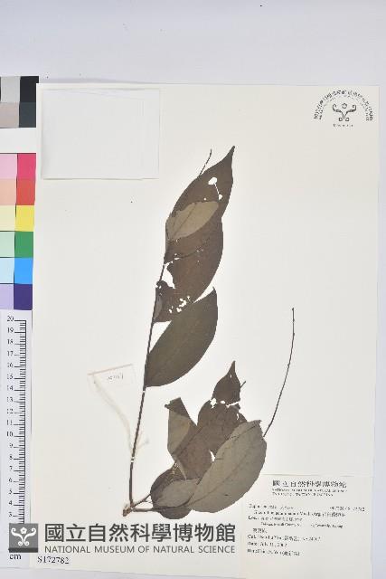 裡白饅頭果藏品圖，第1張