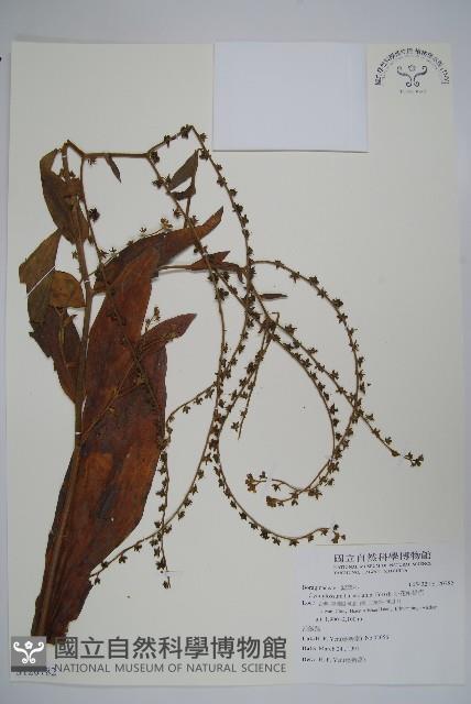 小花倒提壺藏品圖，第1張