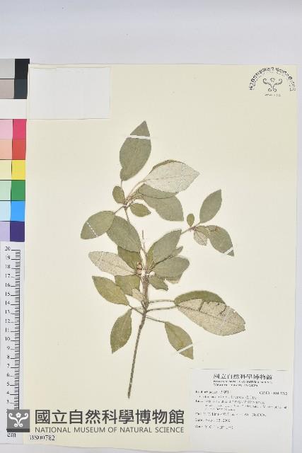 臺灣茶藨子藏品圖，第1張