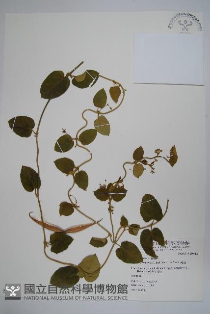 鷗蔓藏品圖，第1張