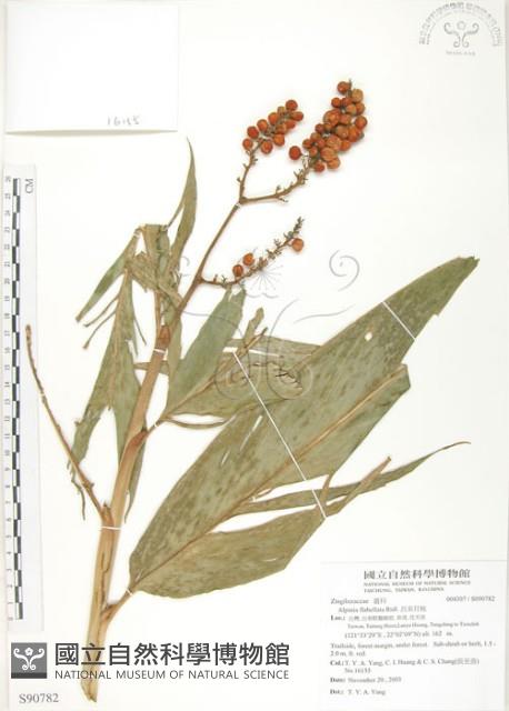 呂宋月桃藏品圖，第1張