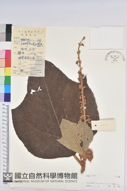 毛桐藏品圖，第1張