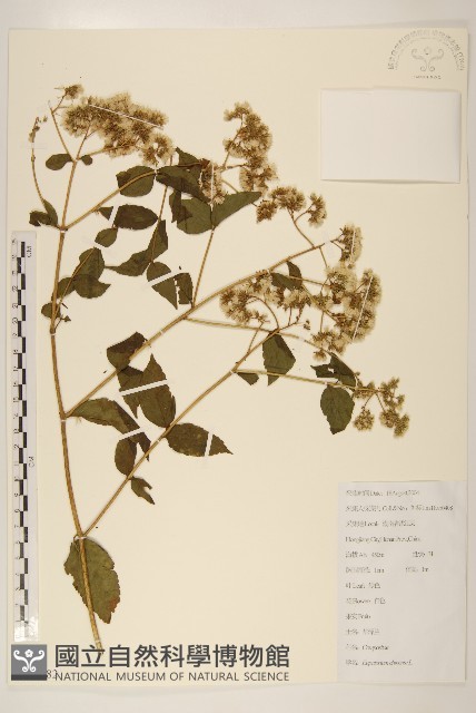 華澤蘭藏品圖，第1張