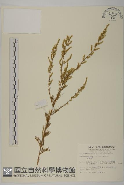 茵蔯蒿藏品圖，第1張