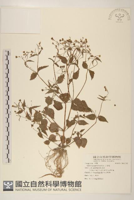 小米菊藏品圖，第1張