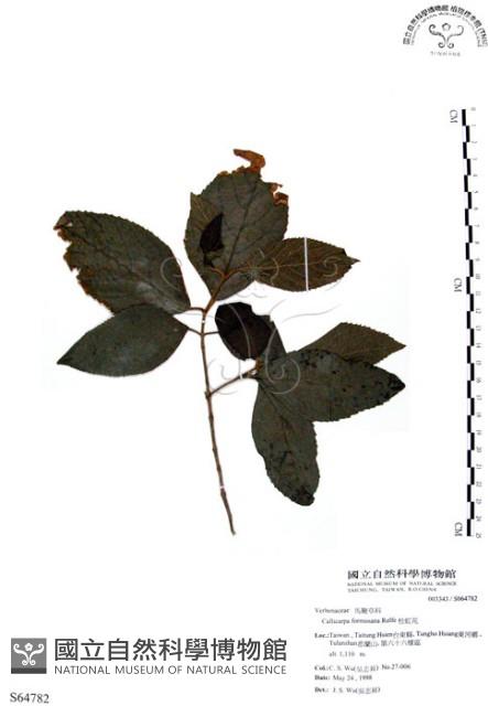 杜虹花，台灣紫珠藏品圖，第1張