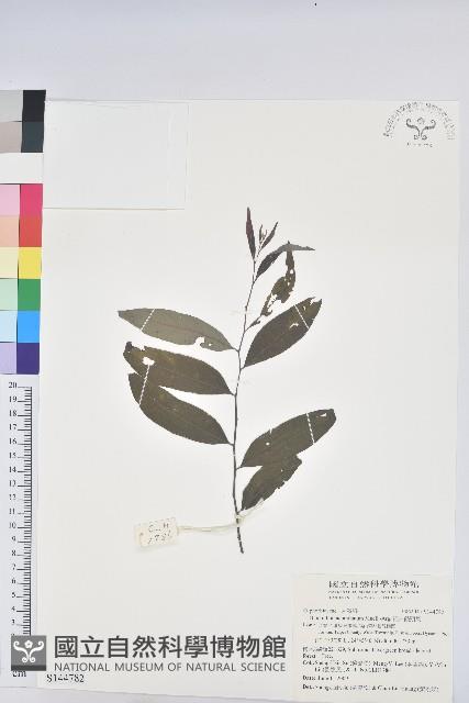 裡白饅頭果藏品圖，第1張