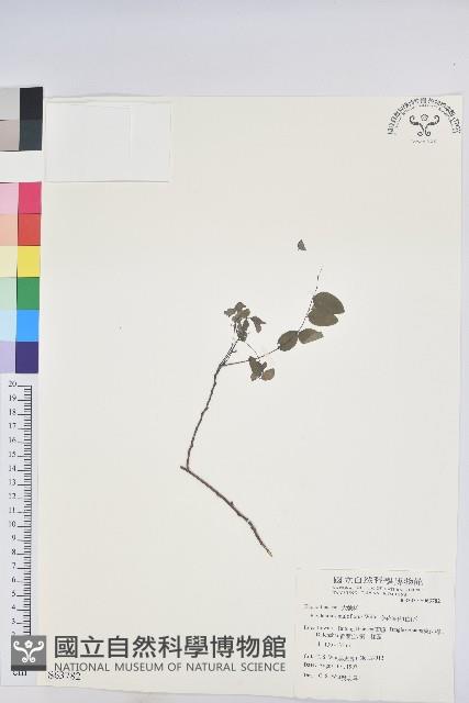 多花油柑、白仔藏品圖，第1張