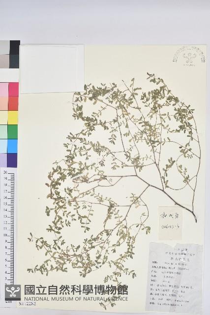 地錦藏品圖，第1張