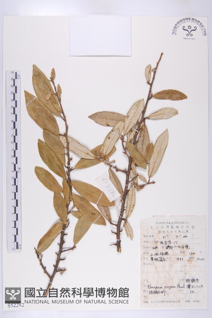 胡頹子藏品圖，第1張