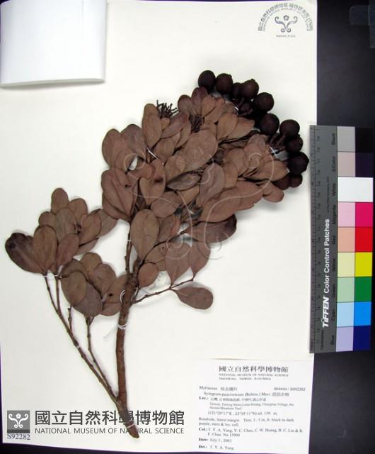 疏脈赤楠藏品圖，第1張