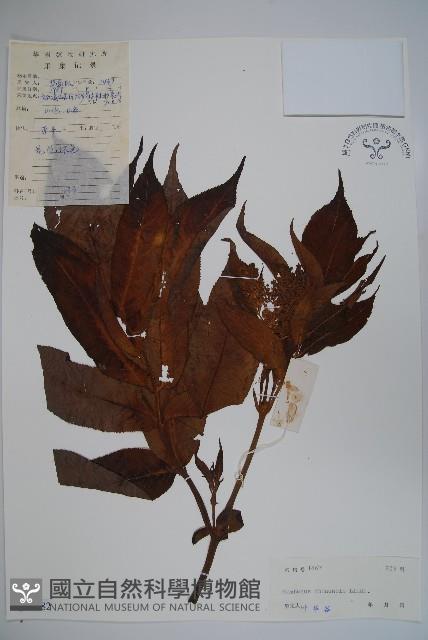 冇骨消藏品圖，第1張