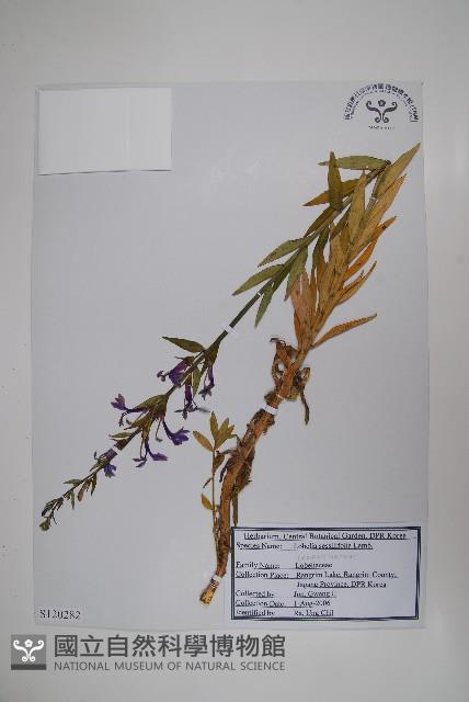 無柄葉山梗菜藏品圖，第1張