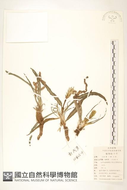 桃葉鴉蔥藏品圖，第1張